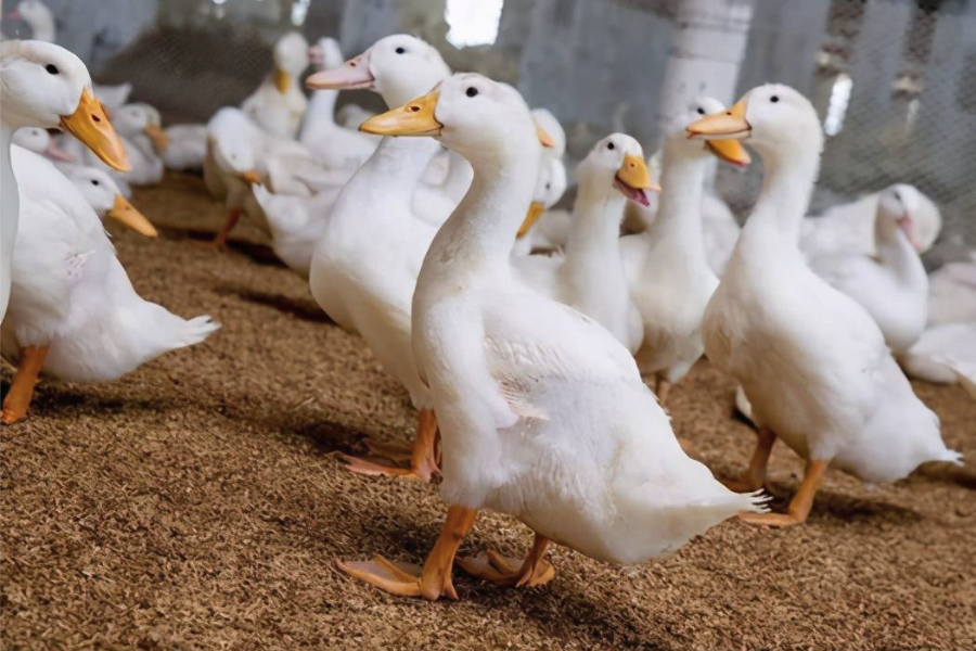 肉鸭饲料中加入什么可以提高肉的色泽？