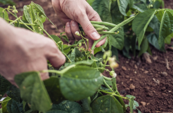 <strong>菜豆种植如何铺膜，需要注意什么?</strong>