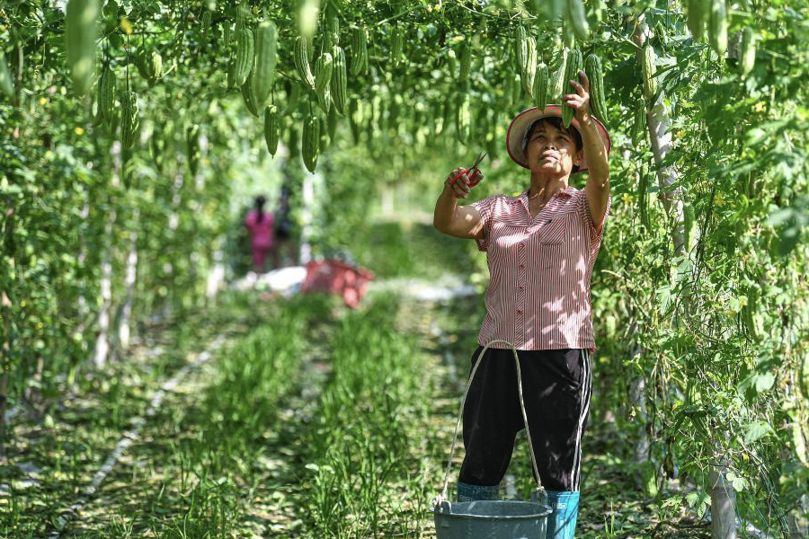 苦瓜进行整枝引蔓的方法有哪些，需要注意什么？