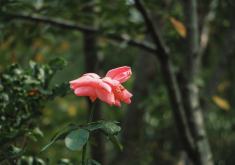 丰花月季如何进行修剪和摘心?