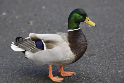 <strong>鸭传染性肝炎有哪些症状，需要隔离病鸭吗？</strong>