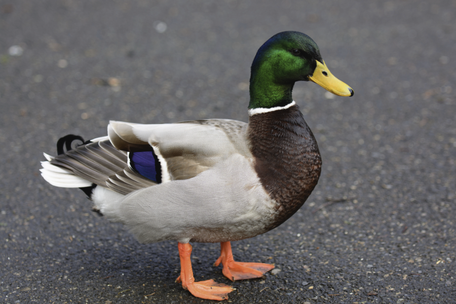 鸭传染性肝炎有哪些症状，需要隔离病鸭吗？