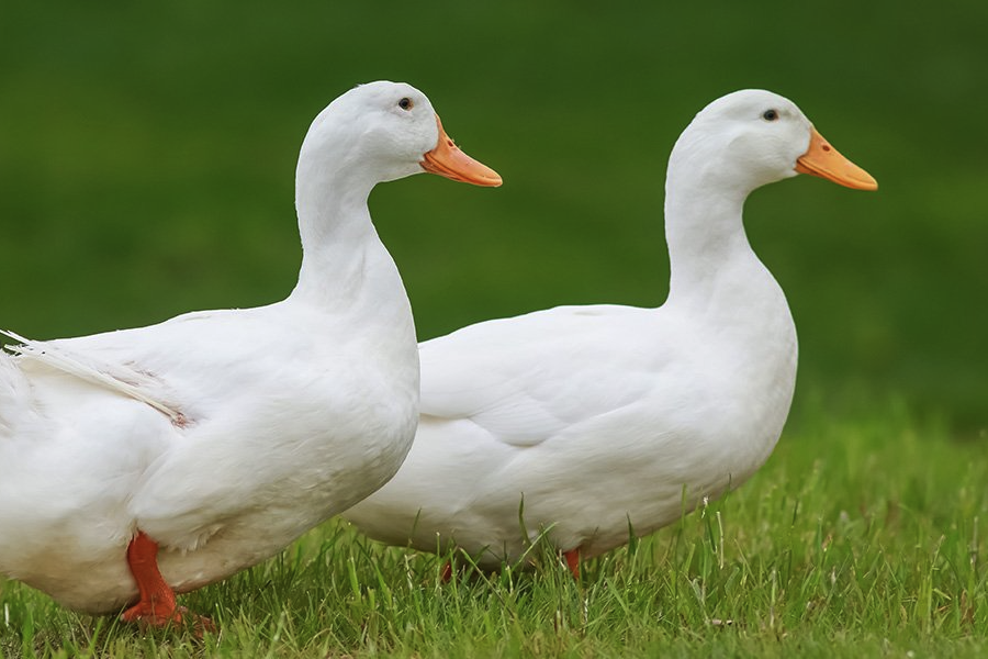 鸭传染性肝炎有哪些症状，需要隔离病鸭吗？