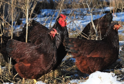 <strong>罗斯褐鸡（Rhode Island Red）生长周期是多久，繁殖能力怎么样?</strong>