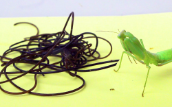 线虫有哪些生态习性和饮食习性？