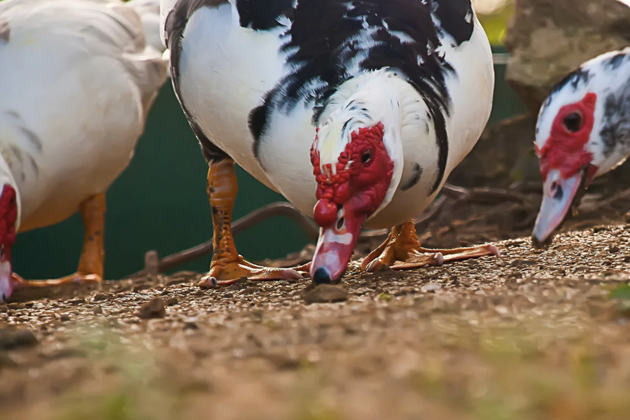 狄高鸭有哪些养殖方法，需要注意什么?