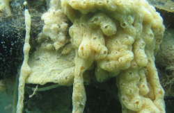 玻璃海鞘有哪些生态习性和饮食习性?