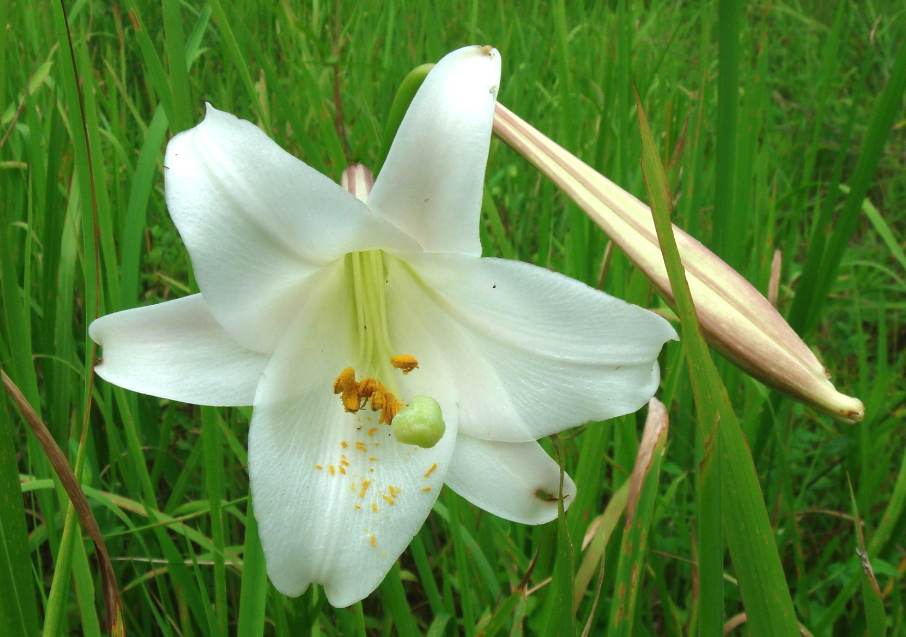 松叶百合花期在什么时候，如何繁殖?