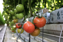 <b>番茄大棚如何进行轮作，和什么蔬菜搭配最好？</b>