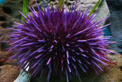 <strong>紫球海胆如何进行繁殖产卵?</strong>