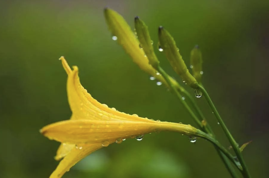 小黄花菜有哪些形态特点，主要分布在哪些地区？