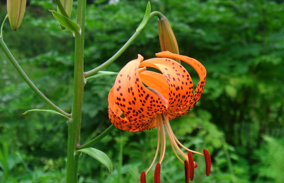 沙壤土种植东北百合有哪些好处?