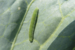 菜青虫主要危哪些蔬菜，怎么消灭？