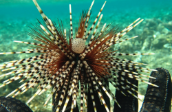 北方球海胆（Echinothrix calamaris）的捕捞通常涉及到潜水员或渔民前往海底，并使