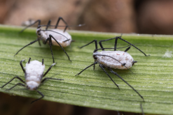 长管蚜虫繁殖能力怎么样，有哪些天敌?