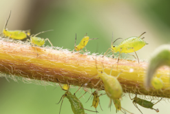 长管蚜虫有什么形态特点和生态习性?