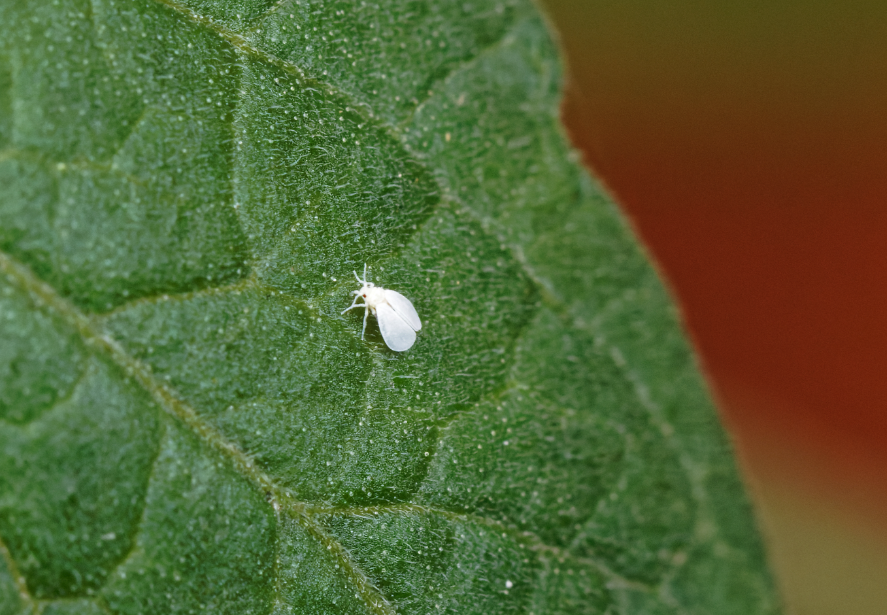 白粉虱有什么形态特点和生态习性?