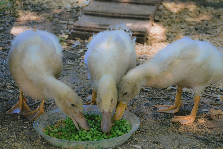 为什么高粱在鸭子饲料中的占比较低？