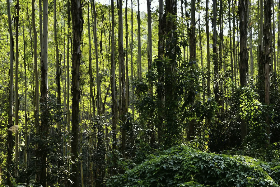 赤桉有哪些生态习性，寿命一般多久？