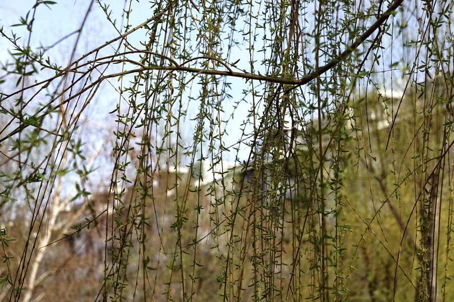 黑柳是什么植物，有哪些形态特点？