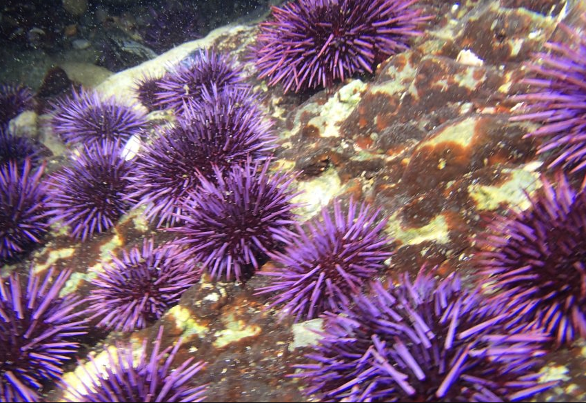 紫球海胆的天敌有哪些，生长周期多久？