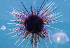 <strong>紫球海胆如何进行繁殖？</strong>