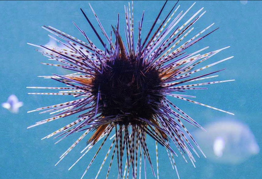紫球海胆如何进行繁殖？