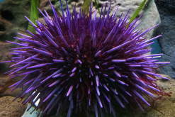 <strong>紫球海胆可以养殖吗，需要注意什么？</strong>