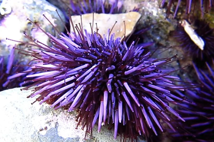 紫球海胆可以养殖吗，需要注意什么？