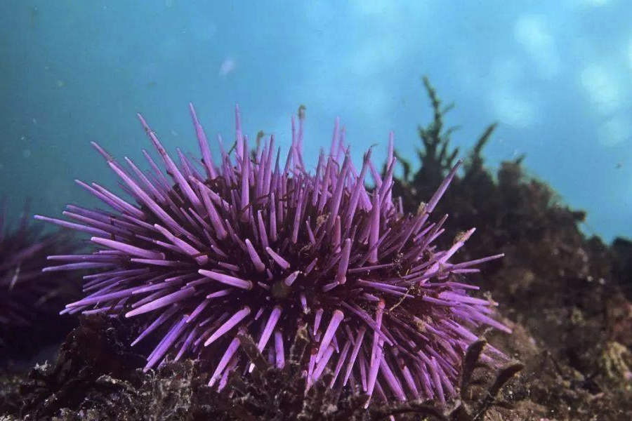 紫球海胆如何进行捕捞，需要注意什么？