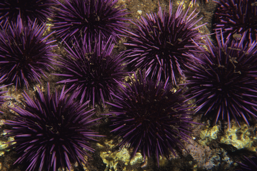 紫球海胆对于水质和温度有什么要求，有哪些生态习性？