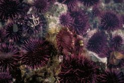 <strong>紫球海胆有哪些形态特点，分布在什么地区？</strong>