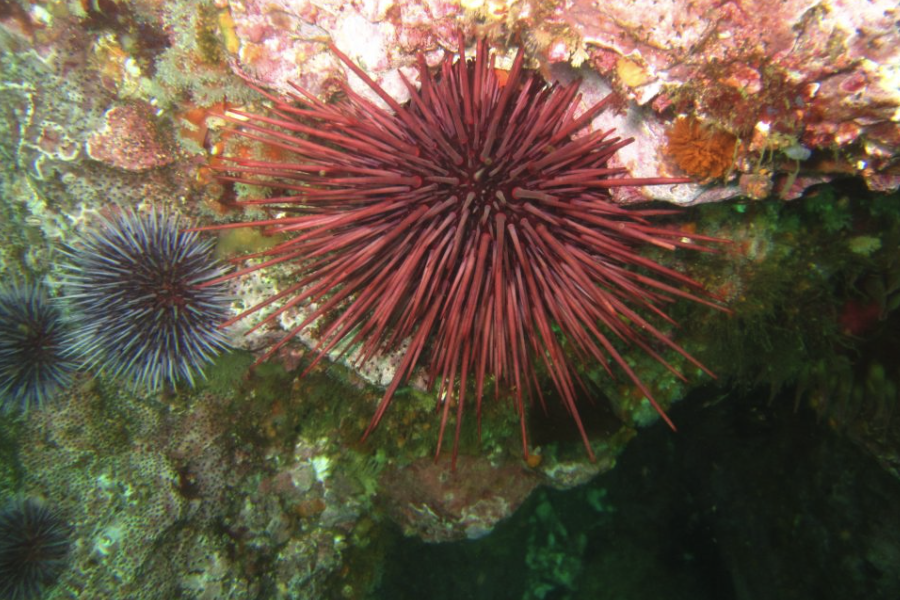 紫球海胆有哪些形态特点，分布在什么地区？