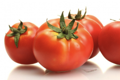 <b>番茄淹水后茎基肥肿是什么原因?</b>