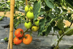 <b>番茄感染轮纹病的原因是什么，需要清洁土壤吗?</b>