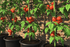 <b>番茄感染轮纹病有什么症状，如何防治?</b>
