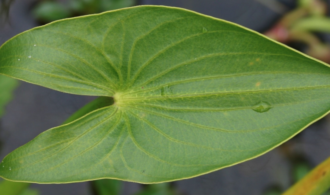 哪些植物的根可以进行无氧呼吸？