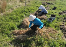 <strong>粘质土壤用来种植晚香玉有什么好处?</strong>