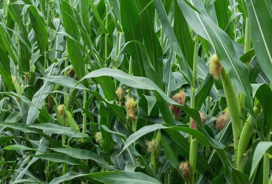 增施哪些基肥可以提高玉米抗涝能力?