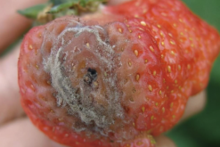 <strong>草莓灰霉病怎么进行防治，有哪些方法？</strong>