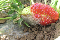 <strong>草莓灰霉病有哪些症状，什么原因造成的？</strong>