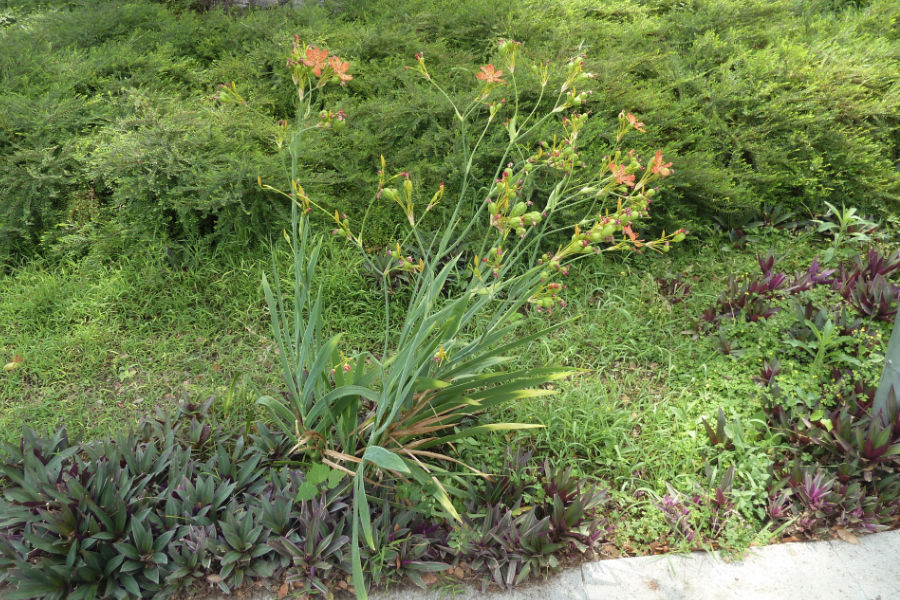 射干是什么植物，有哪些形态特点？