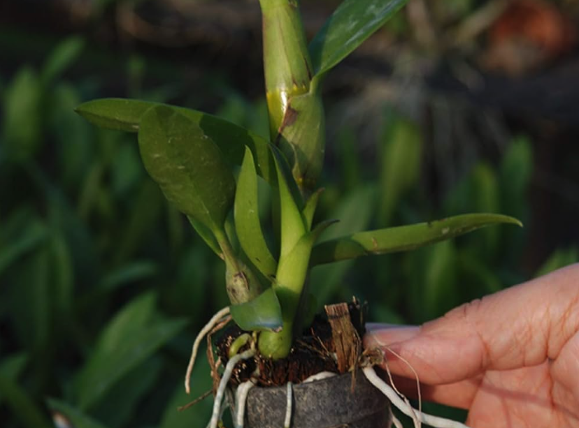 金刚石斛兰怎么进行种子繁殖，需要准备什么?