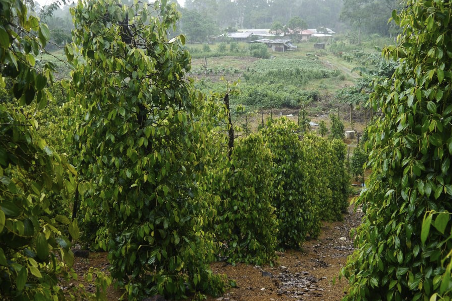 黑胡椒有什么形态特点，种植在哪些地区？