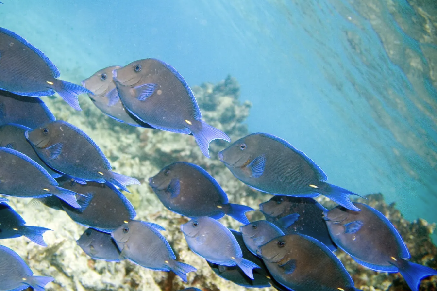 蓝鳍刺尾鱼有什么生态习性和饮食习性？