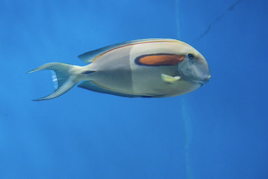 蓝鳍刺尾鱼有什么形态特点，分布在哪些海域？