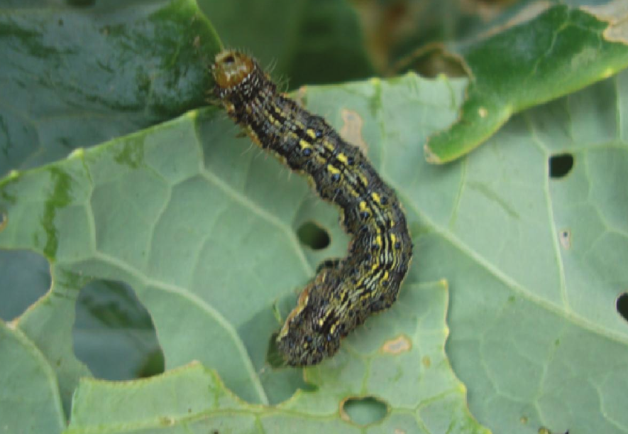 甲基对硫磷对棉花害虫的效果怎么样?