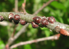 <strong>鳞虫对哪些植物有影响，有什么影响?</strong>