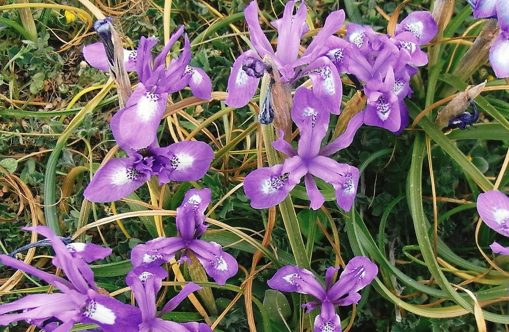 单花鸢尾对土壤和光照有什么要求？