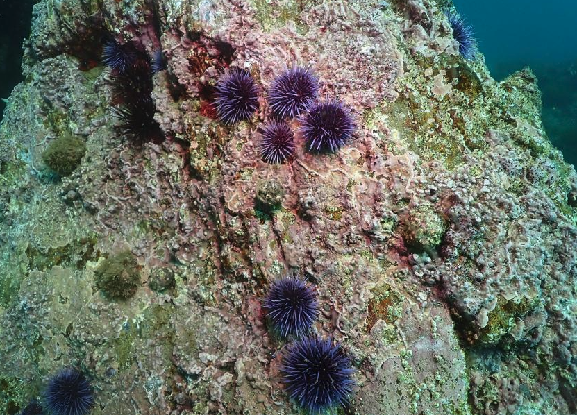 虾夷球海胆有哪些饮食习性和生态习性?